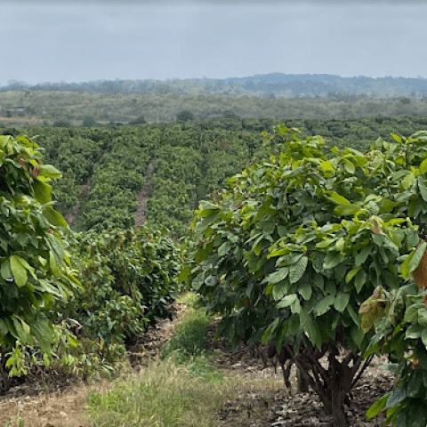 Barry Callebaut establishes Farm of the Future to power cocoa farming research and innovation