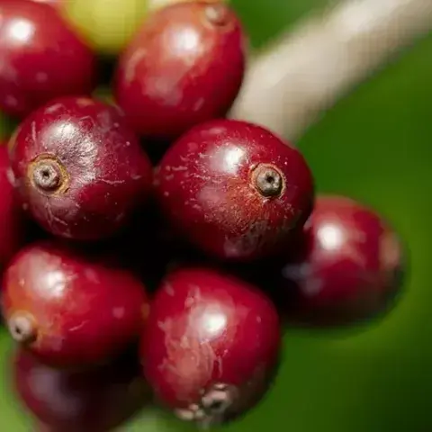 Nescafé Exceeds 2025 Goal for Regenerative Coffee Farming, Empowering Farmers and the Planet