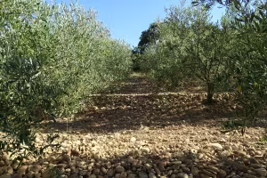 PDO olive oils for the first time at Anuga