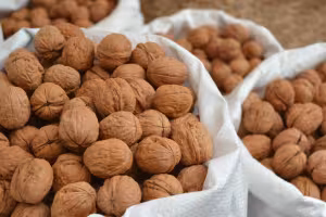 FINCA LA NOGUERA - NATURE IS WISE