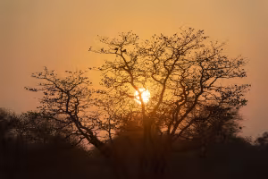 Botswana’s Wild South: Why the Tuli Block Belongs on Your 2026 Safari Bucket List