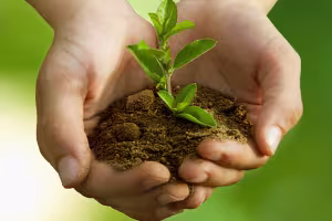 New Guide Helps Gardeners Understand Quality Standards for Peat-Free Potting Soils